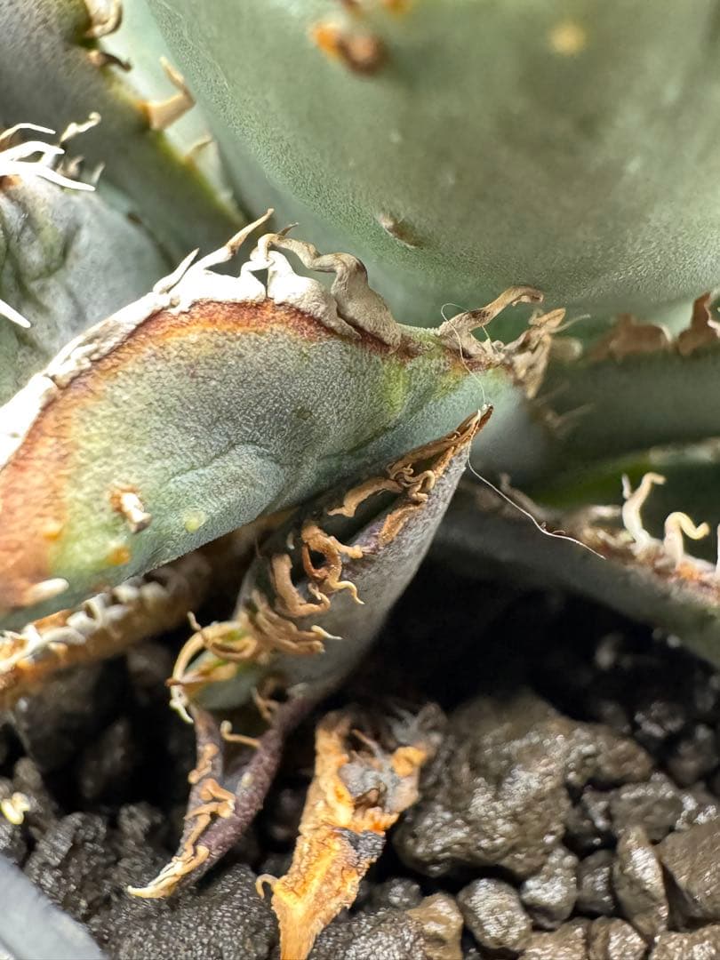 アガベ 金蟾 子株 良血統