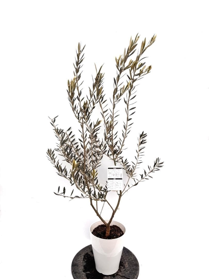 オリーブの木　バロウニ　7号　約130cm　K-306　希少品種　現品掲載