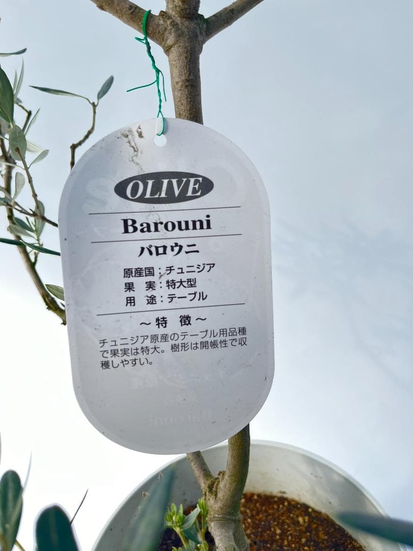 オリーブの木　バロウニ　7号　約130cm　K-306　希少品種　現品掲載