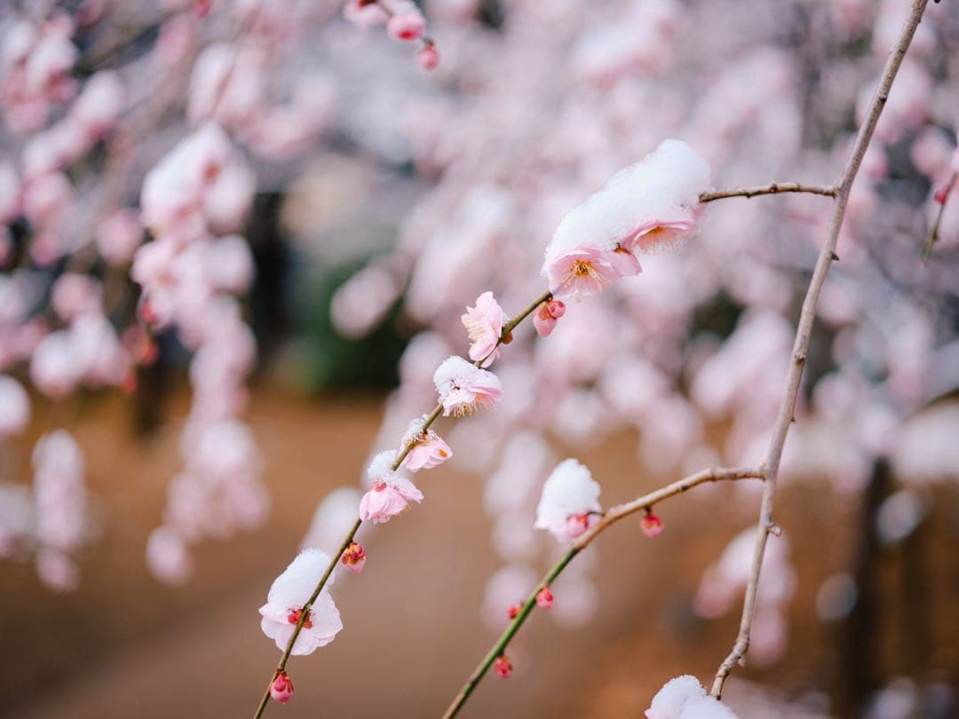 FUJIFILM 中判デジタルカメラ 富士フィルム GFX50SII