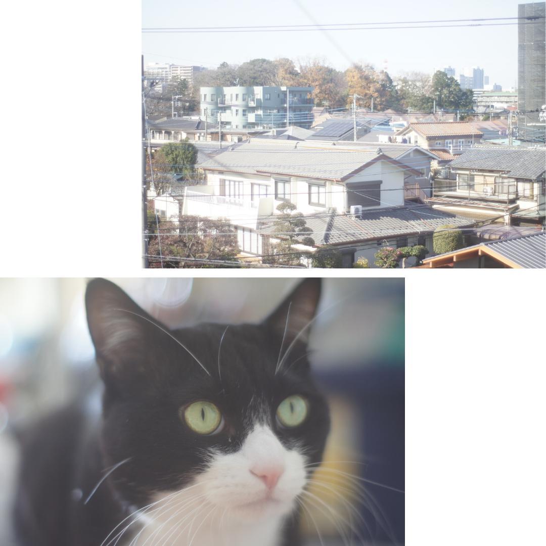 整備済 完動 Olympus OM-1ブラック 50mm F1.4 露出計OK!