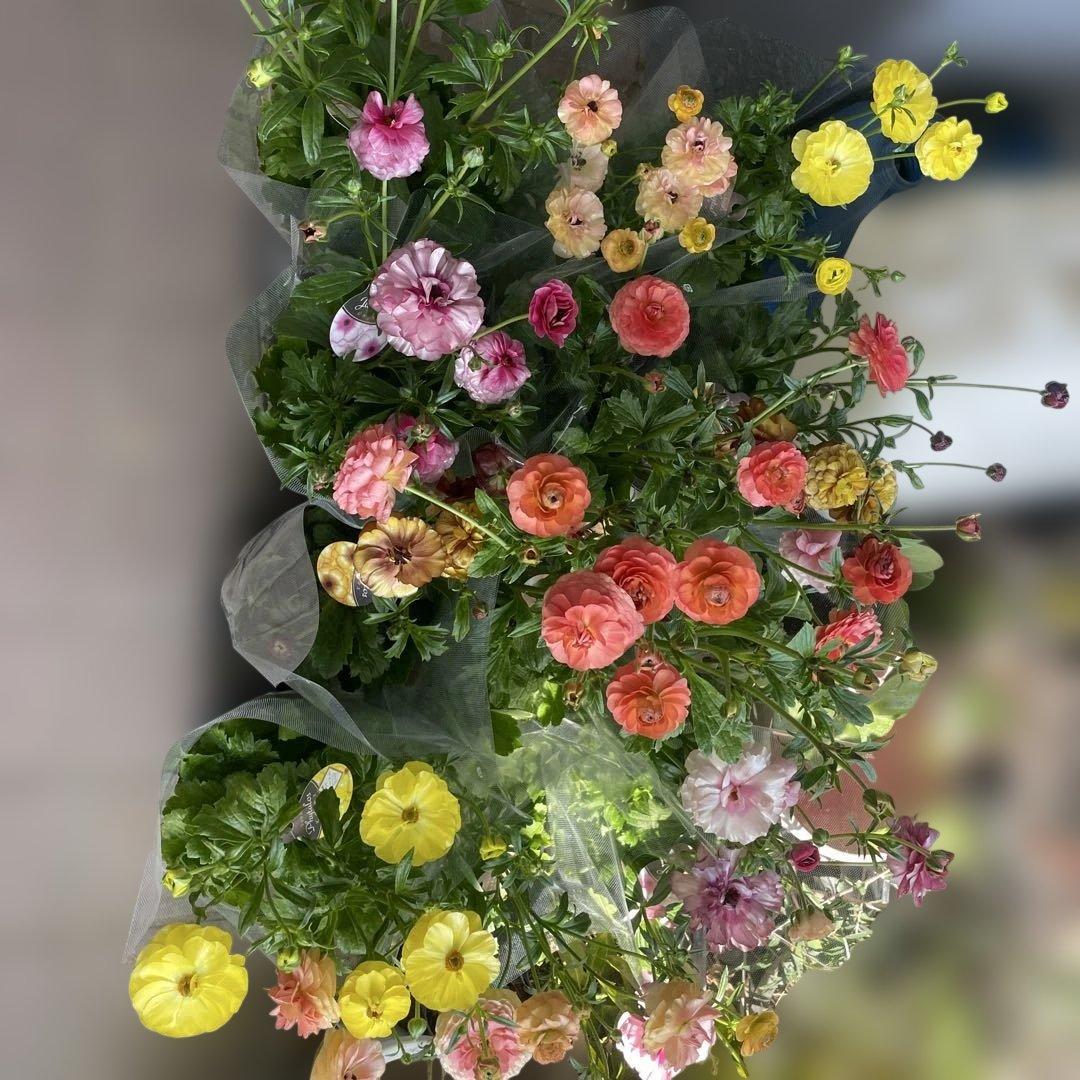 ぱるる　ラナンキュラス　ラックス　全6種類　　5号化粧鉢　　大苗