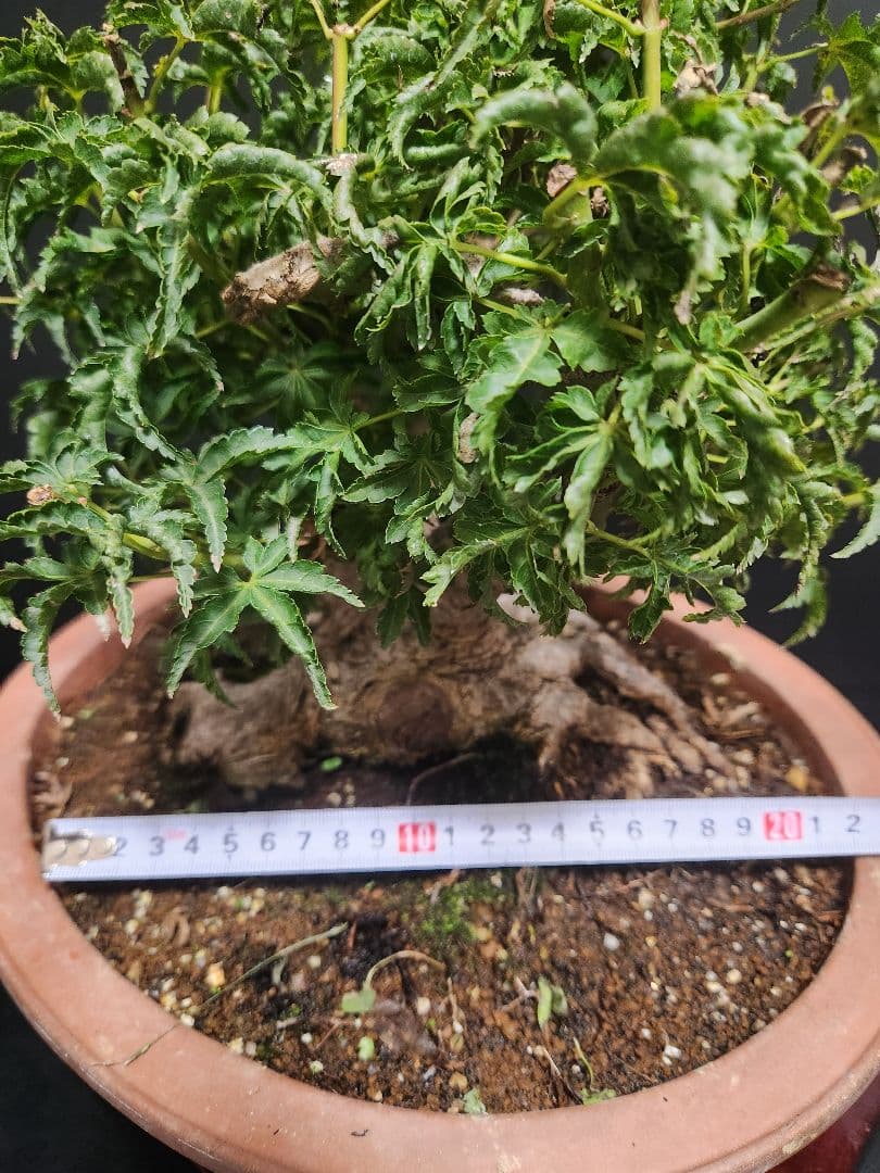 【お年玉価格】獅子頭 シシガシラ 獅子頭紅葉 獅子頭もみじ 盆栽 足元極太 双幹