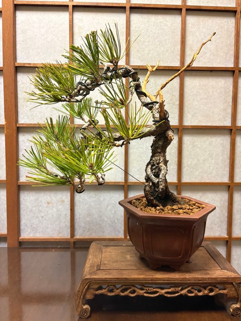 赤松盆栽❗️フォロワー様170人記念❗️値下げ❗️根上がり盆栽❗️黒松盆栽真柏盆栽