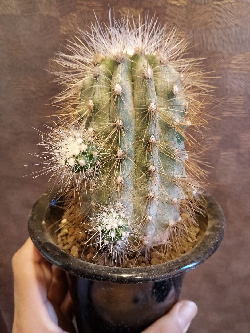 \"特選 特大\" コピアポア ・ クラインジアナ 雷血丸