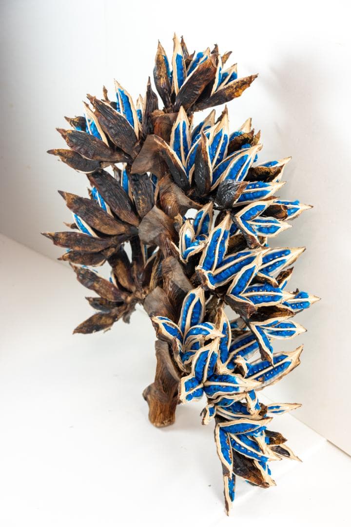 タビビトノキ 青い種 4 旅人の木 オオギバショウ 丸ごと 種子