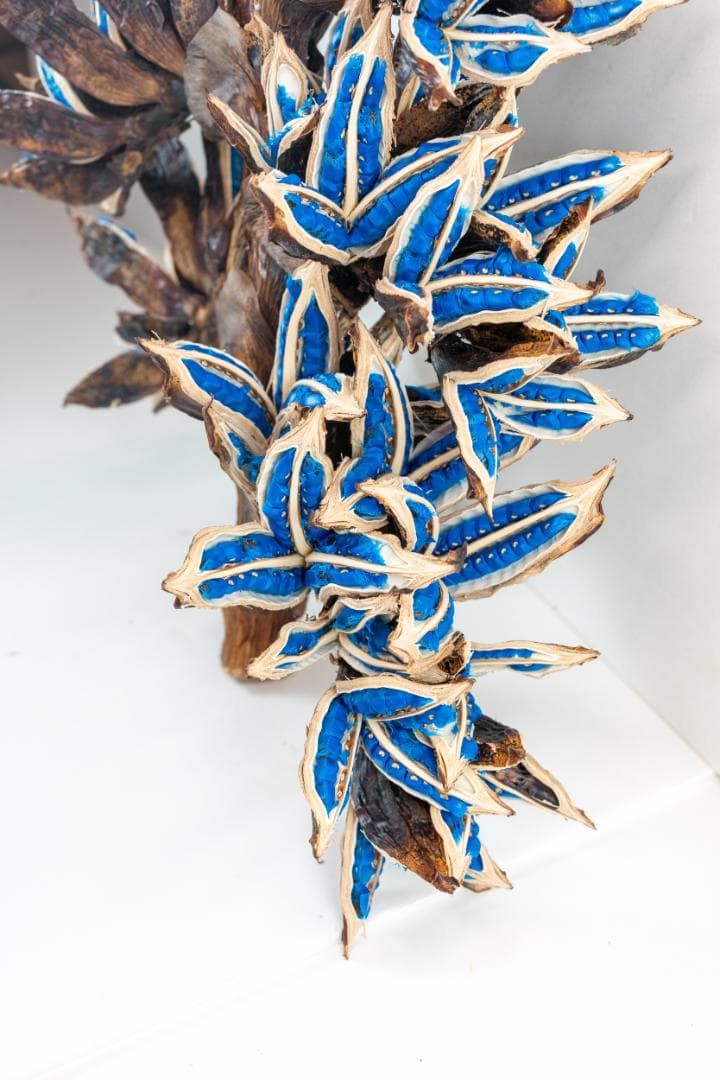 タビビトノキ 青い種 4 旅人の木 オオギバショウ 丸ごと 種子