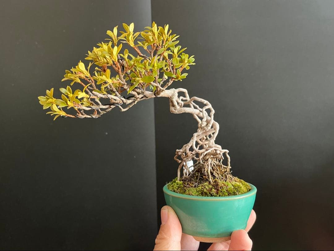 皐月盆栽　華厳　根上がり　小品盆栽　花芽あり　根芸、小葉、(検索用　サツキ、花物