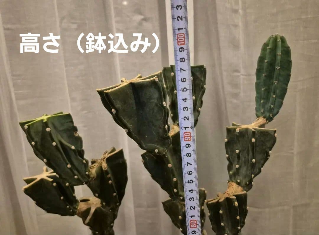 柱サボテン ブランチ 古木仕立て ハシラサボテン　鬼面角　キメンカク　10号鉢