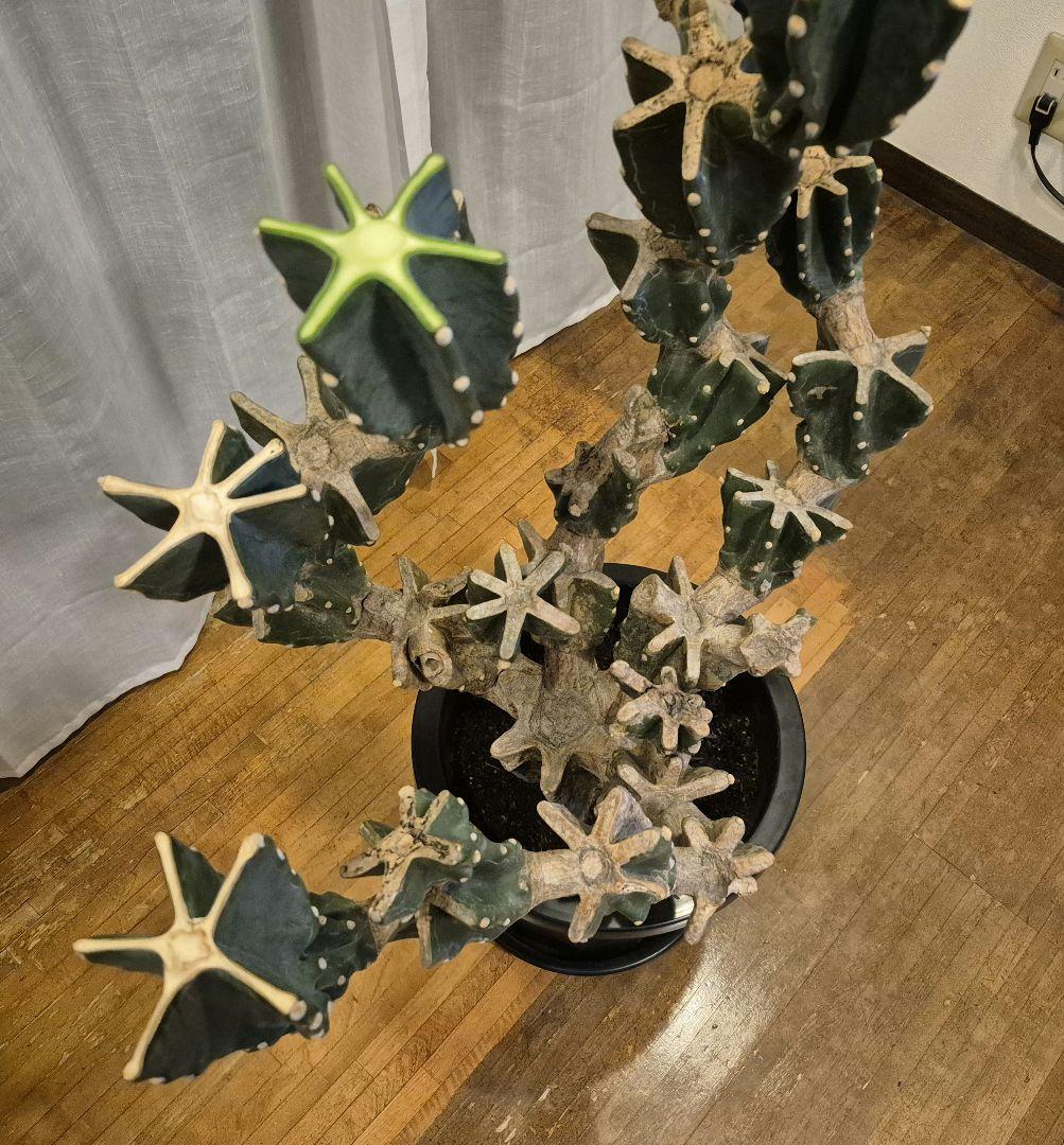 柱サボテン ブランチ 古木仕立て ハシラサボテン　鬼面角　キメンカク　10号鉢