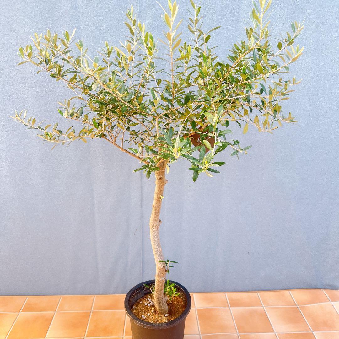 現品　創樹　オリーブの木　オリーブ　ネバディロブランコ　7　観葉植物　souju