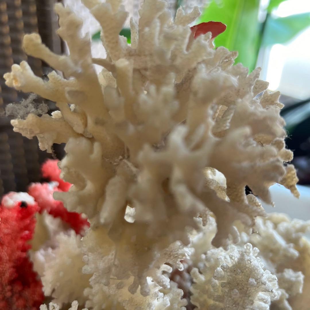 超特大 珊瑚 サンゴ コーラル ピンク オブジェ インテリア 貝