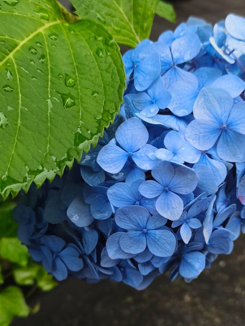 【美品】vivo x90 8/256 黒色 中国版