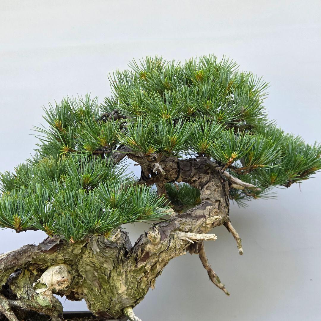 五葉松　[山木舎利幹半懸崖]]　大品盆栽
