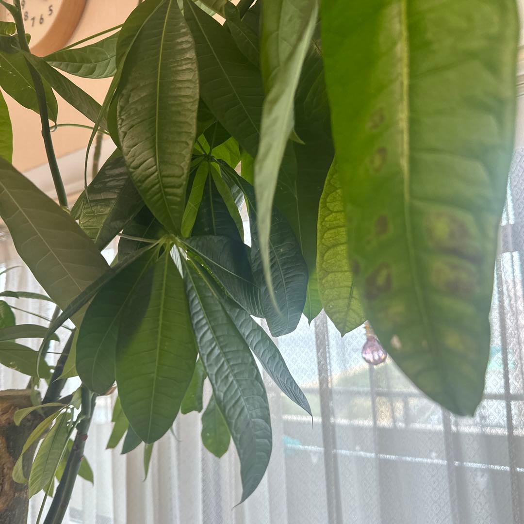 引き取り希望 超大型 パキラ 230cm×210cm 横広がり 観葉植物