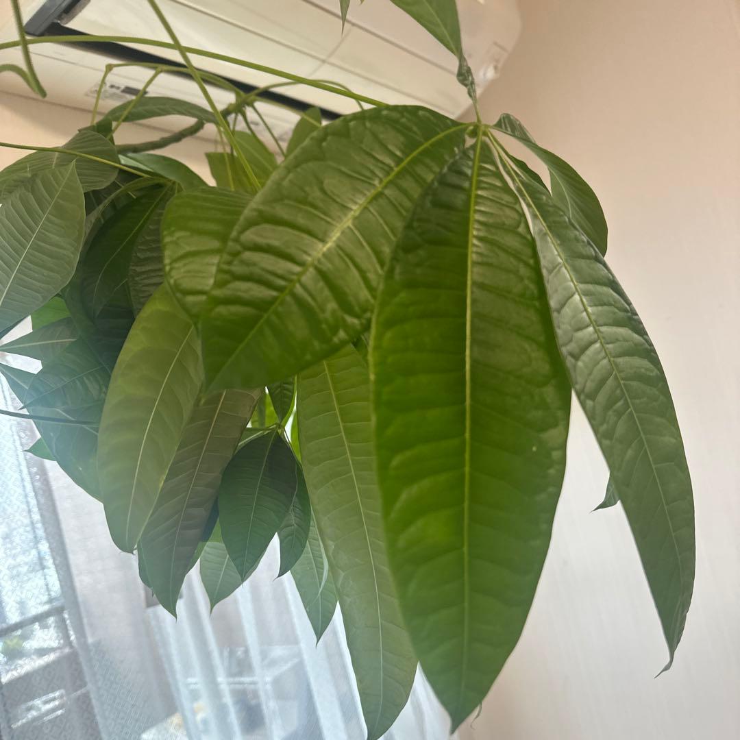 引き取り希望 超大型 パキラ 230cm×210cm 横広がり 観葉植物