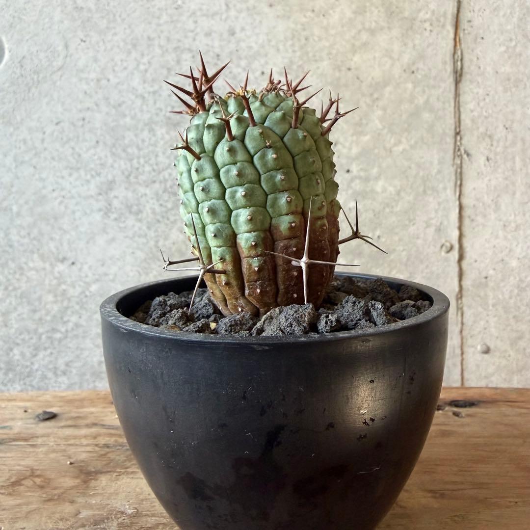 群星冠 ステリスピナ ユーフォルビア