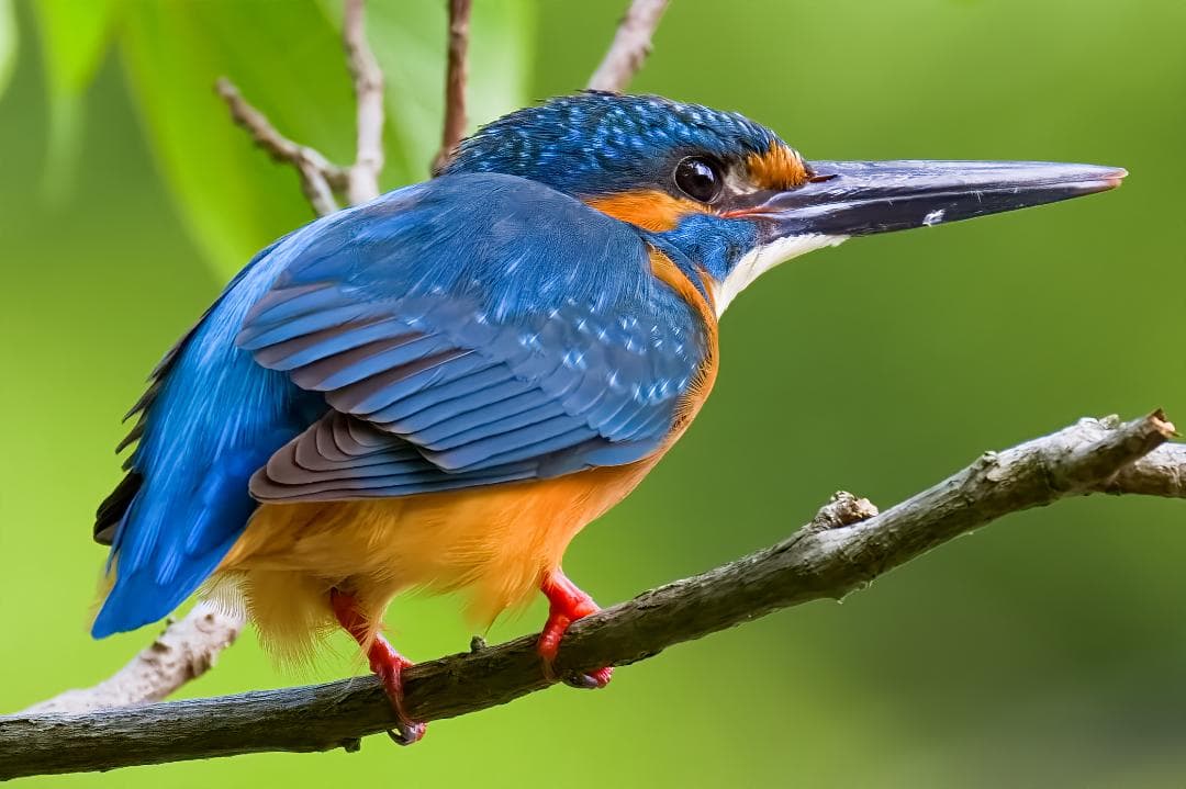 RF800 F11 STM　中古　限界価格です、値引き交渉お受けできません