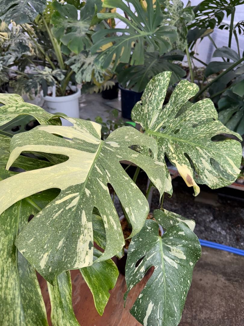 k*u様 9モンステラ　タイコンステレーション　スターライト