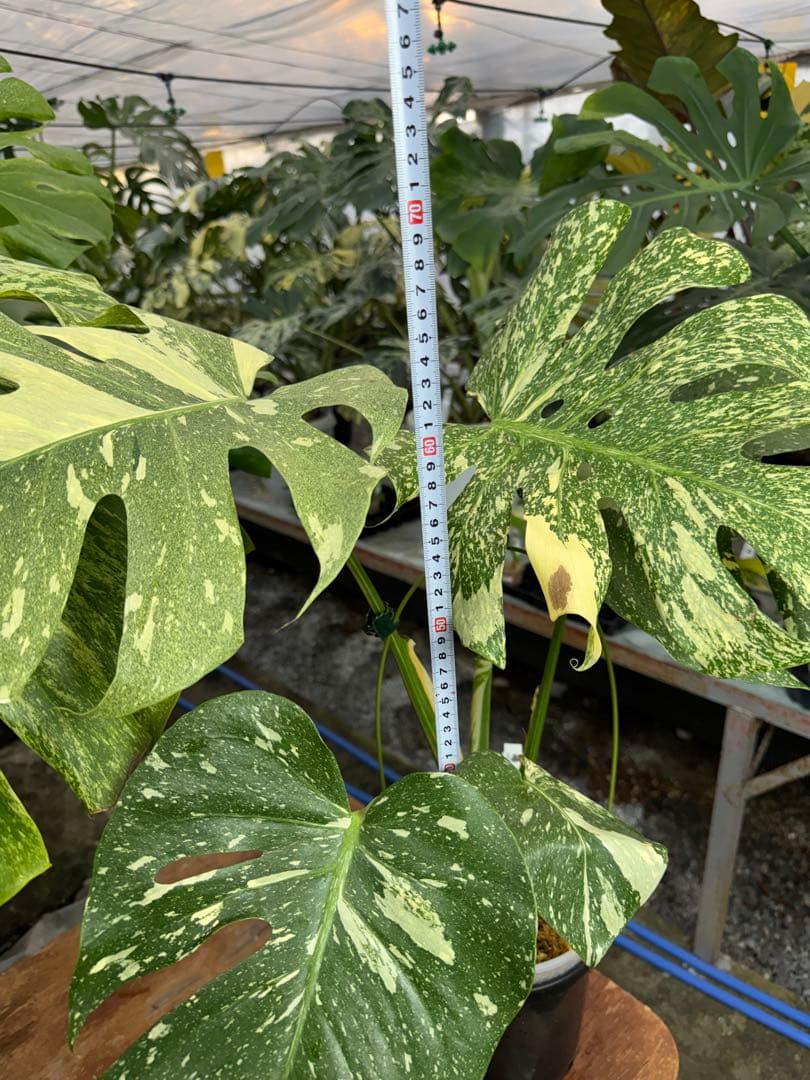 k*u様 9モンステラ　タイコンステレーション　スターライト