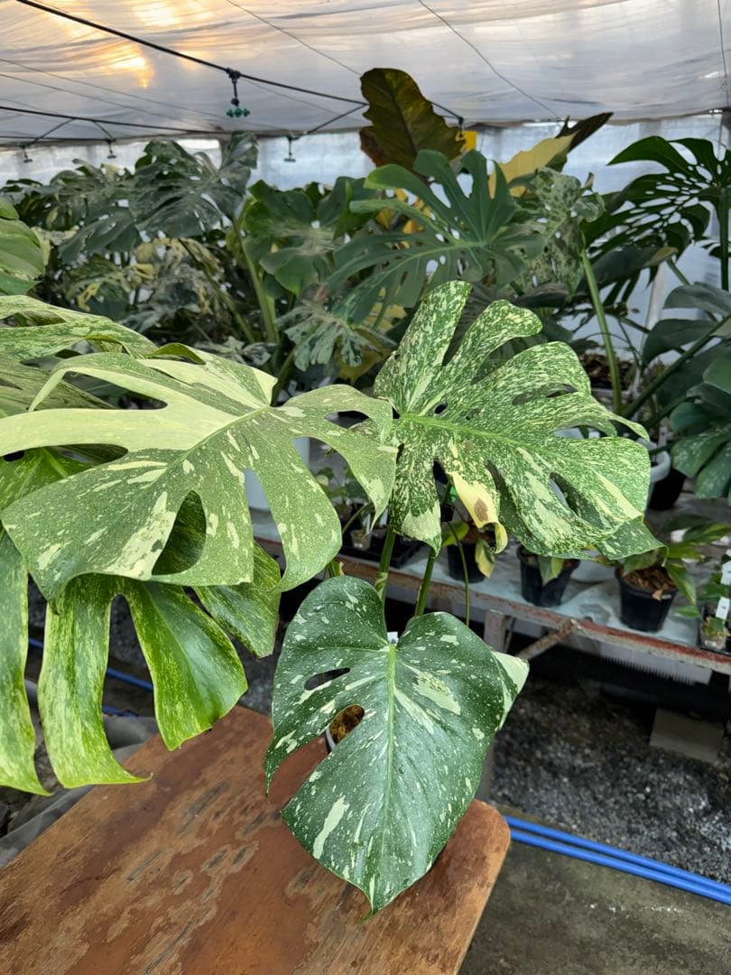 k*u様 9モンステラ　タイコンステレーション　スターライト