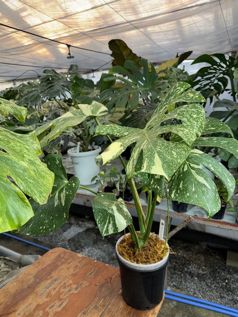 k*u様 9モンステラ　タイコンステレーション　スターライト