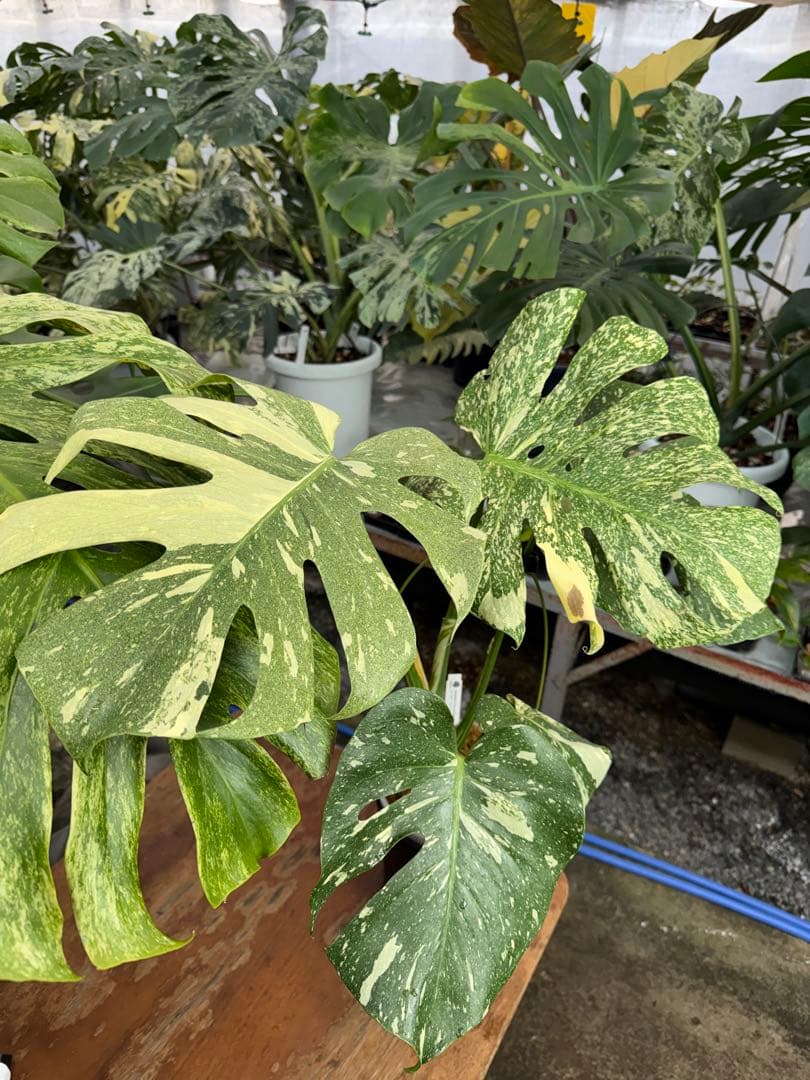 k*u様 9モンステラ　タイコンステレーション　スターライト