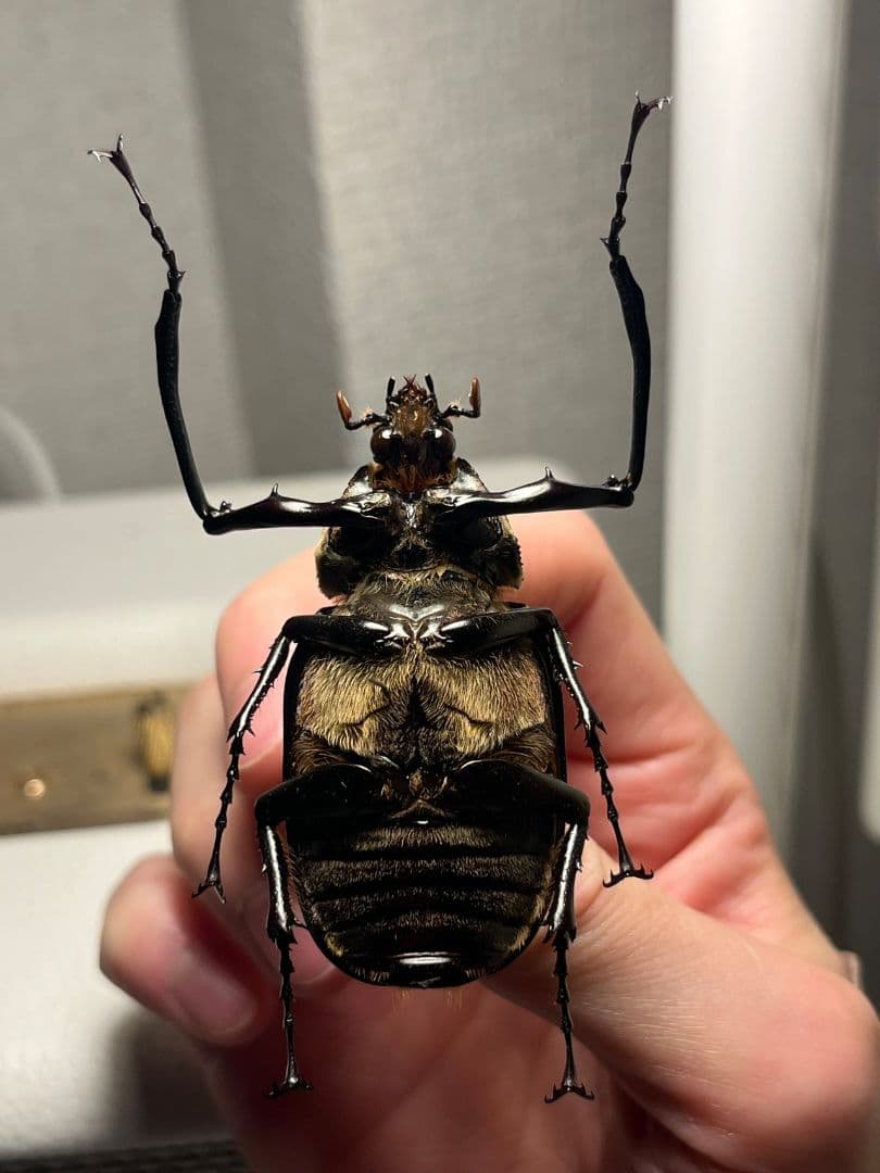 【手長黄金最高峰】セスジドウナガテナガコガネ ♂標本 プラチナコガネ ウグイスコ