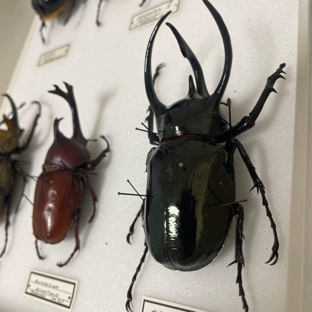 カブトムシ標本 6匹セット フレーム付き
