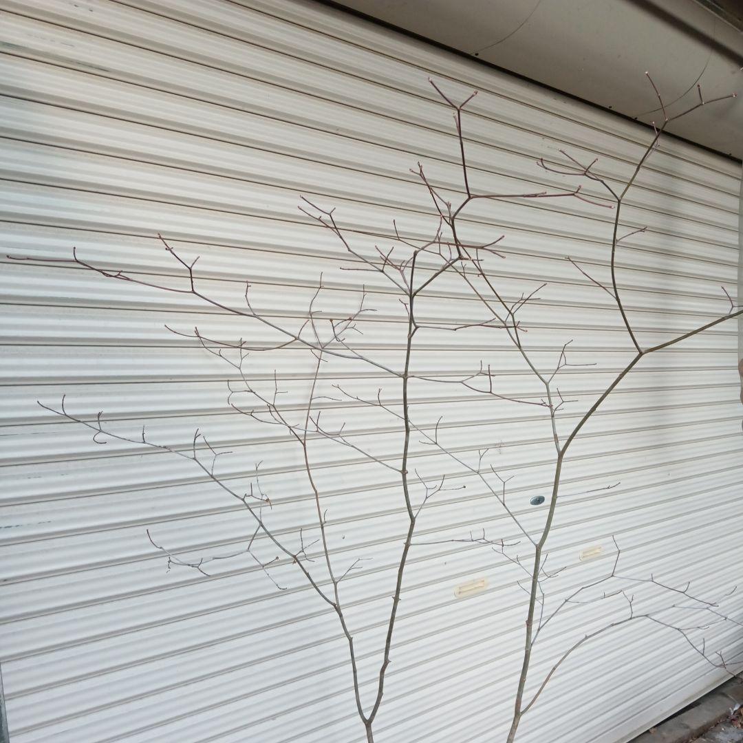 コハウチワカエデ　山採り