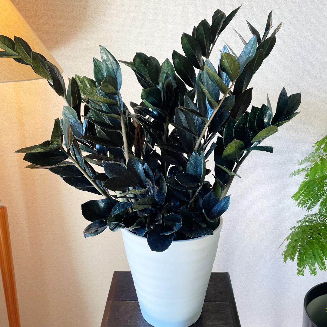 【超希少！このボリュームは出回らないです】ザミオクルカス レイブン