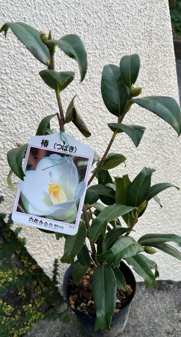 椿　紅ト伴(べにぼくはん）、白侘介金魚葉椿の2種2鉢　蕾沢山 宅急便そのまま発送