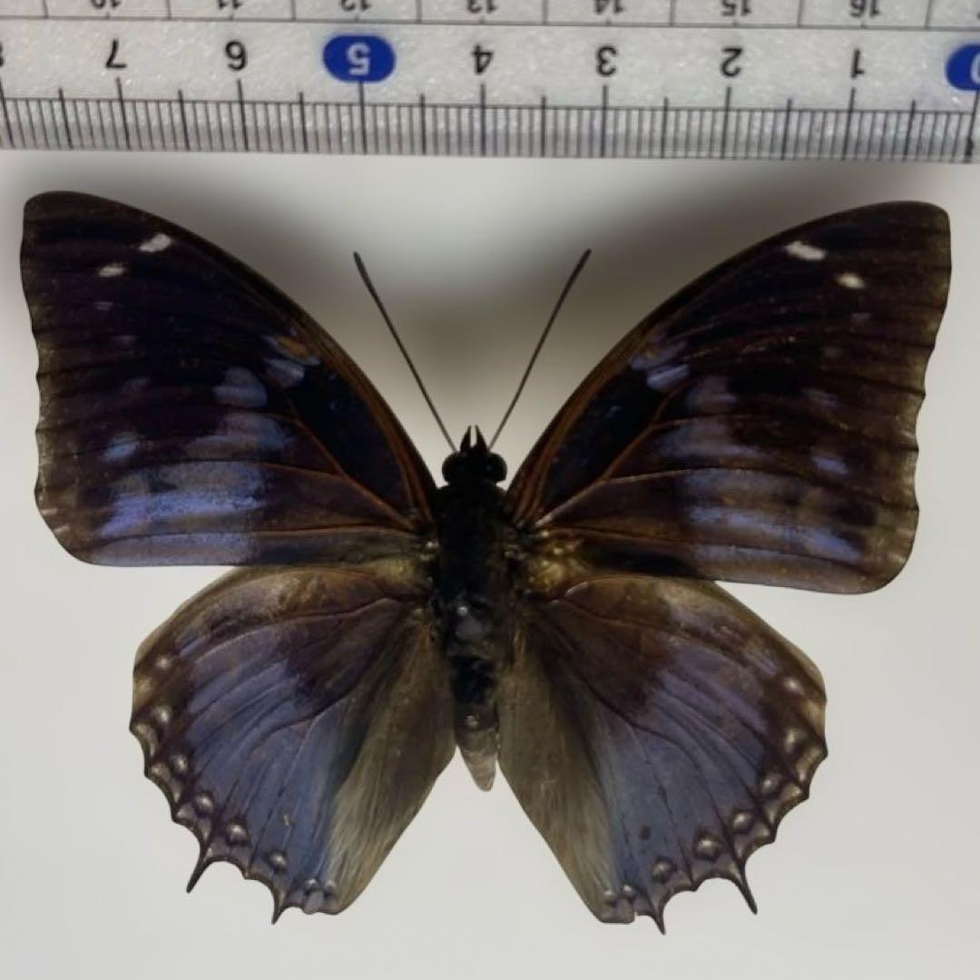 蝶標本ルリモンフタオ超美麗