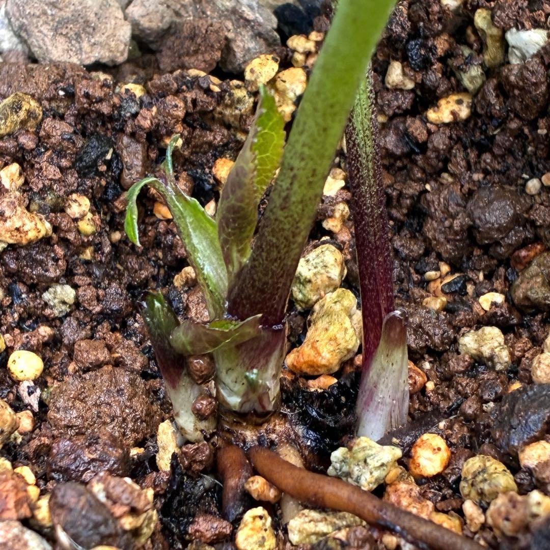 バ*カ様 ☘️タグ付き☘️3348⭐️Ashwood⭐️⭐️DD BLACK ⭐