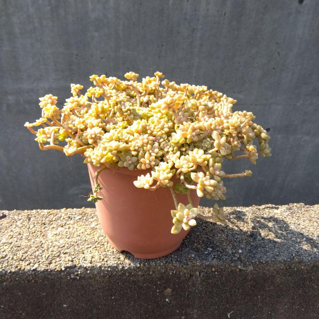 アサ様 リクエスト 5点 まとめ商品