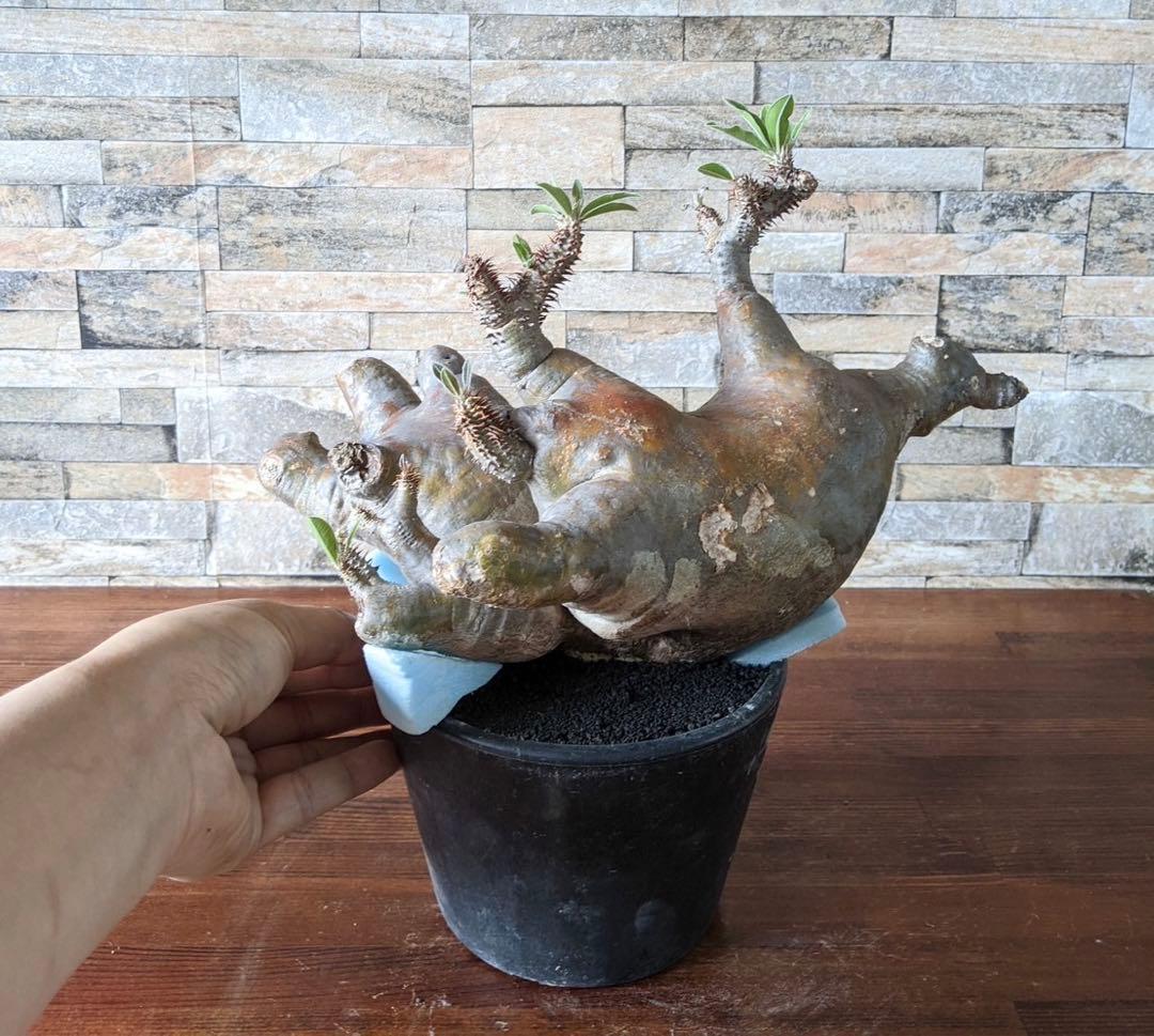 多頭　パキポディウム　マカイエンセ　塊根植物　コーデックス