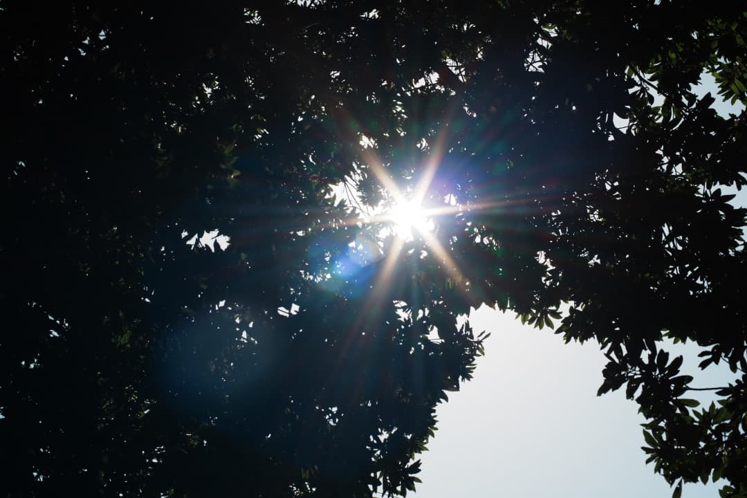 【極美品】Carl Zeiss Planar 50mm F1.4 MMJ 977