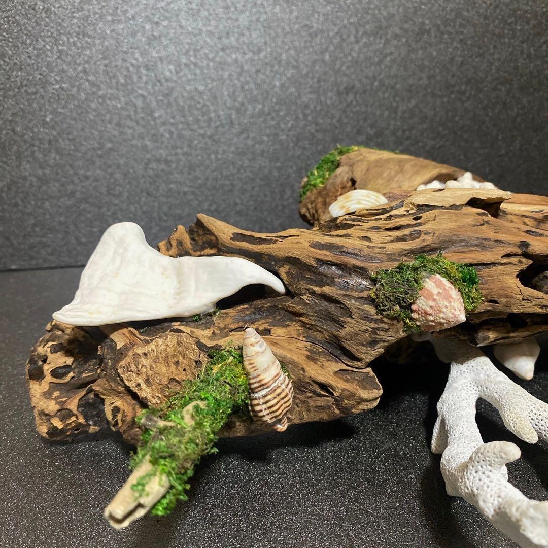 流木アート⚫︎ 恐竜 インテリア サンゴ 一点モノ