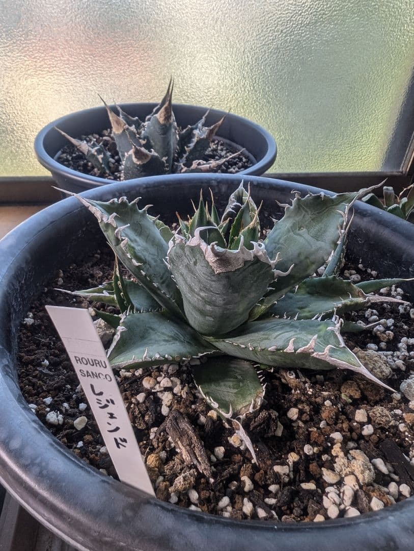 アガベ　チタノタ　「レジェンド」（発根管理中）