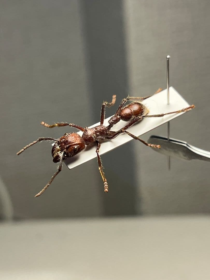 【24mm】パラポネラ アシナガアリ 標本いきもの大図鑑 蟻 クロオオアリ