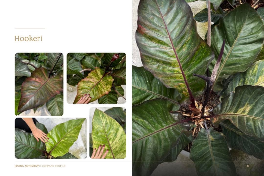 Anthurium Hookeri Sweeta Pink Polkadot ②