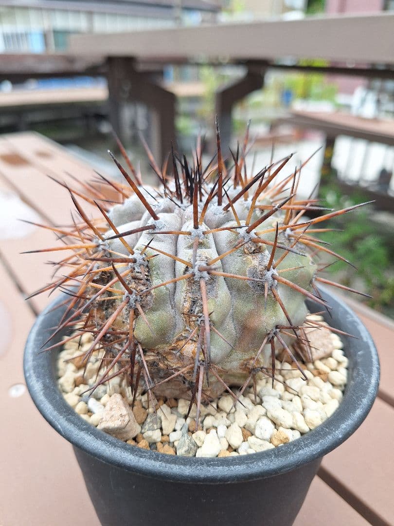 コピアポア　シネレア　黒王丸　copiapoa cinerea【傷や汚れあり】