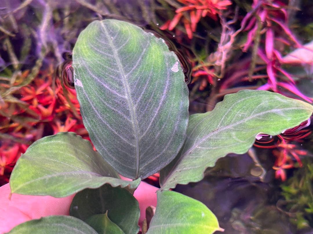 【TB便】Bucephalandra sp.Pearl gray 水上育成　大株