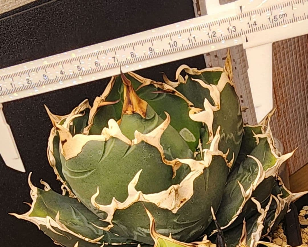 アガベ 　白鯨　中～大株