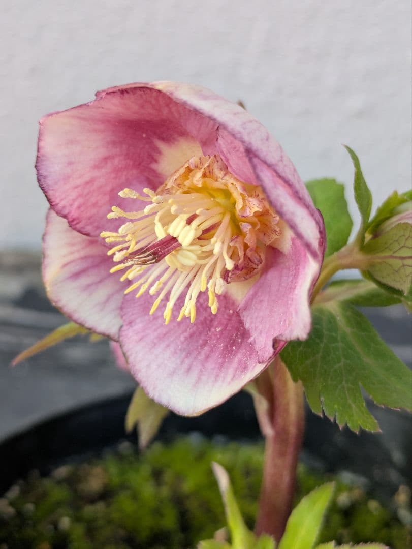 広瀬園芸【ソレイユ系 ピーチグラデーション】SS カップ咲き 極美個体