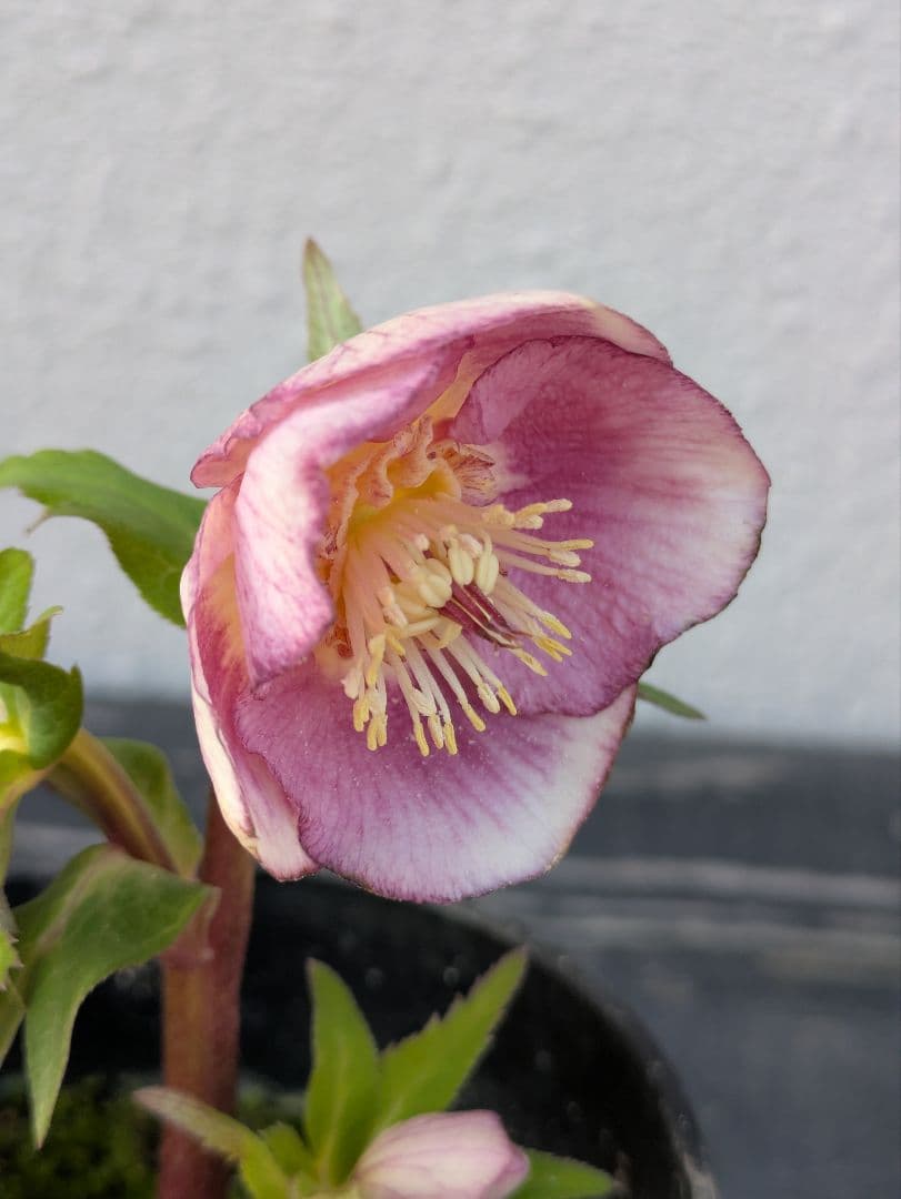 広瀬園芸【ソレイユ系 ピーチグラデーション】SS カップ咲き 極美個体