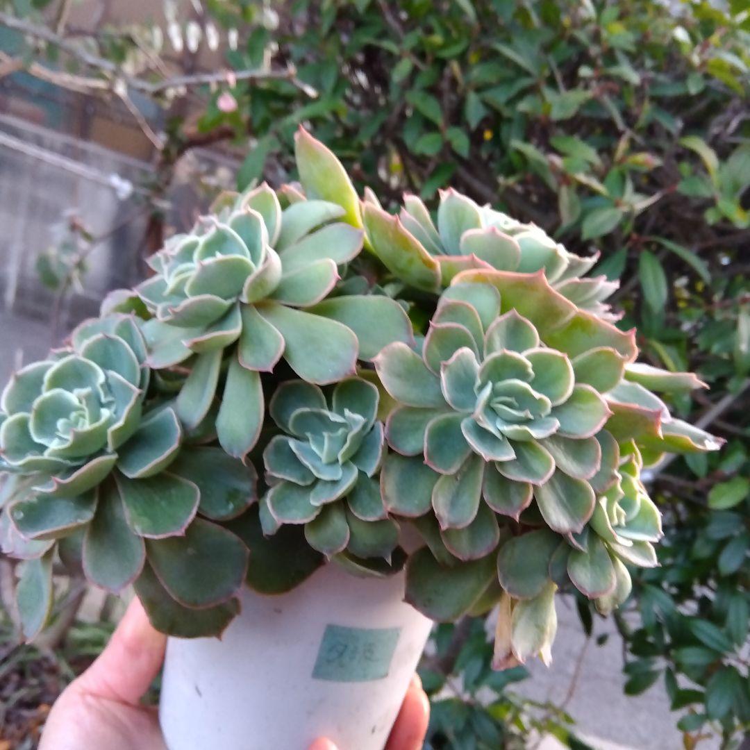 巨大 でかでか～おらいさん デカベリア✡️ミックスベリア夕波✡️ 多肉20頭以上