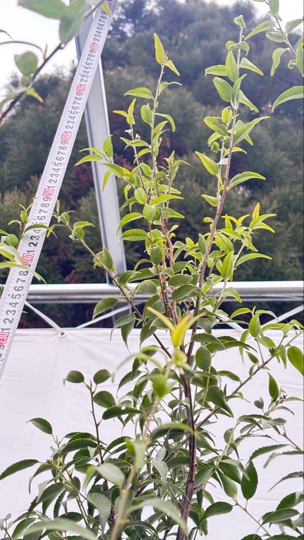 超特大サイズ 細く美しく繊細な樹形 ハイノキ 株立 715 樹高2.7m位