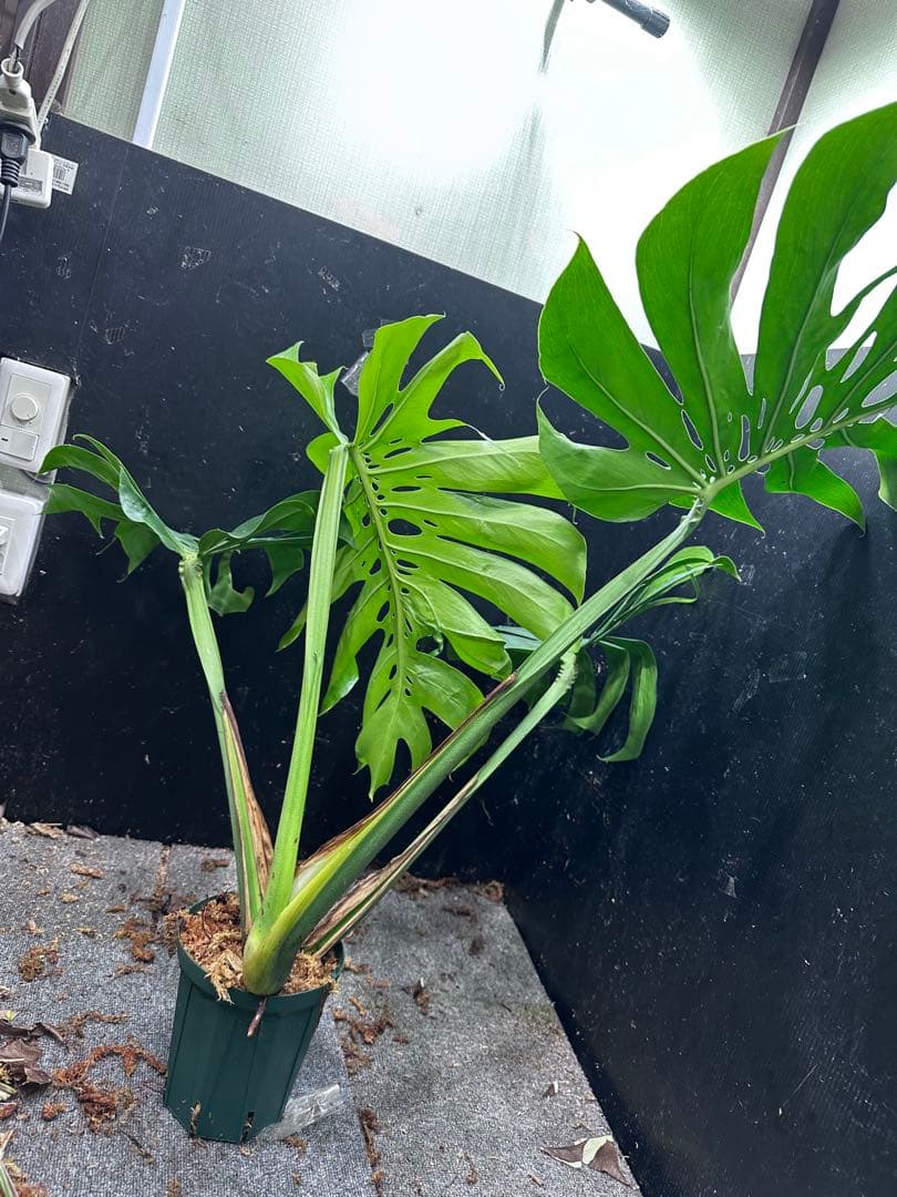 モンステラデリシオーサマクロコズム大型葉希少系統鉢植え高さ98㎝超大株