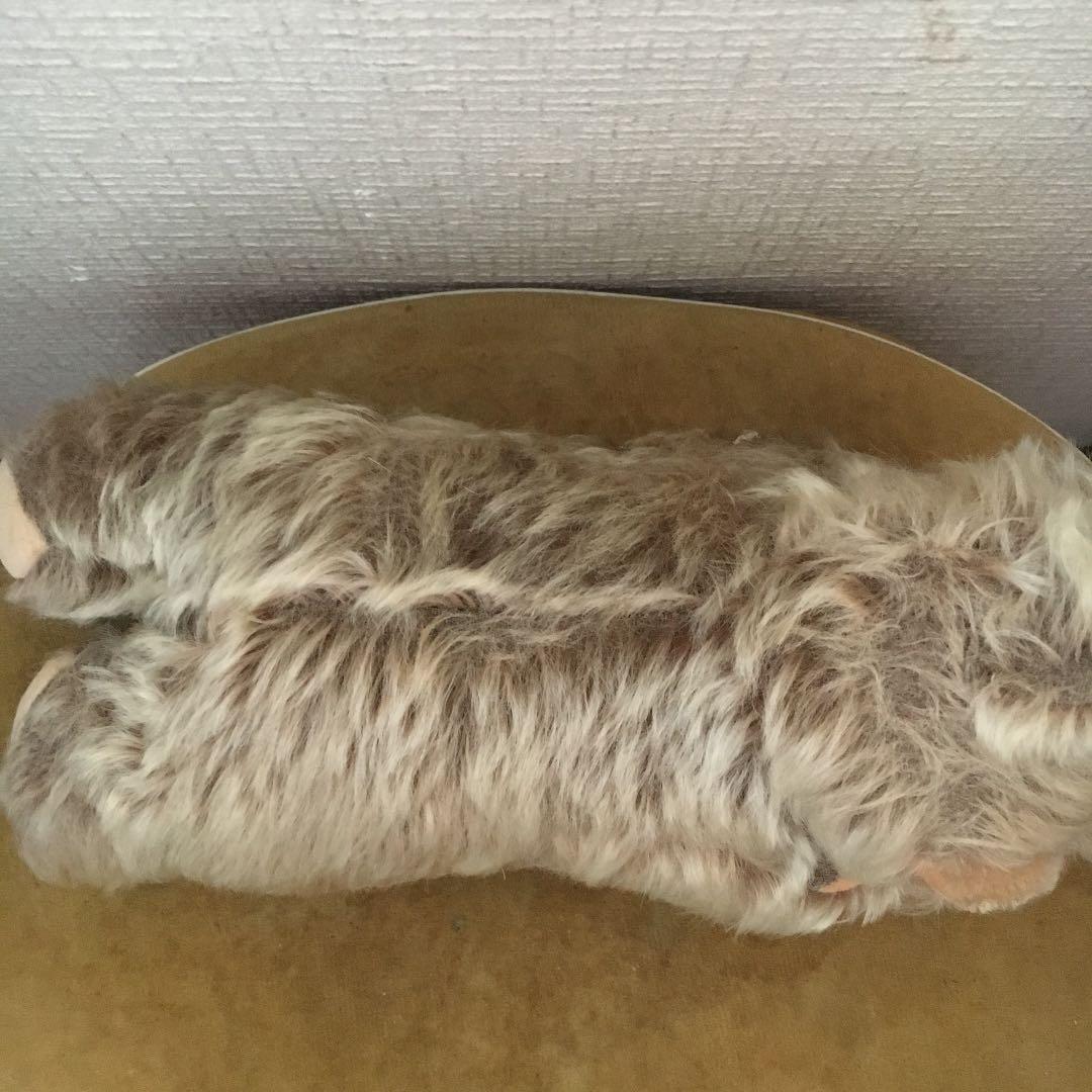 寝転び　ゾッティ